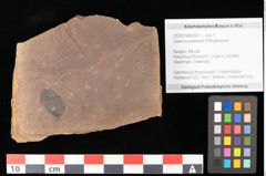 Foto (Objekt + Etikett) von Quercus palaeoilex Ettingshausen (NHMW-GEO-2024-0188-0921)